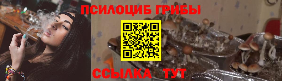 Псилоцибиновые грибы Psilocybine cubensis  магазин    Туапсе  Вход с VPN 